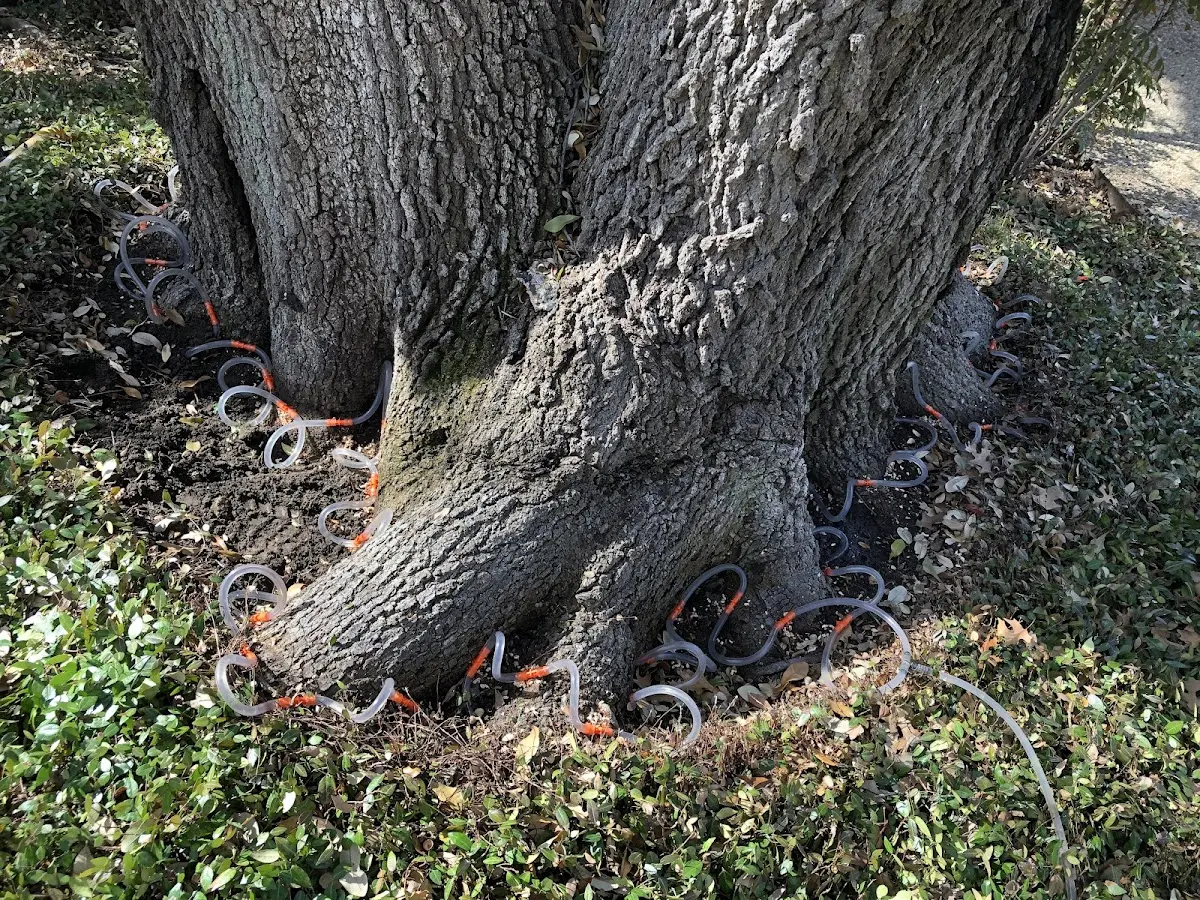 Detailed Tree Cabling and Bracing job site in Tunica