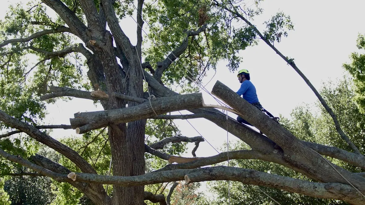 Professional Crown Thinning performed by certified arborists in Tunica