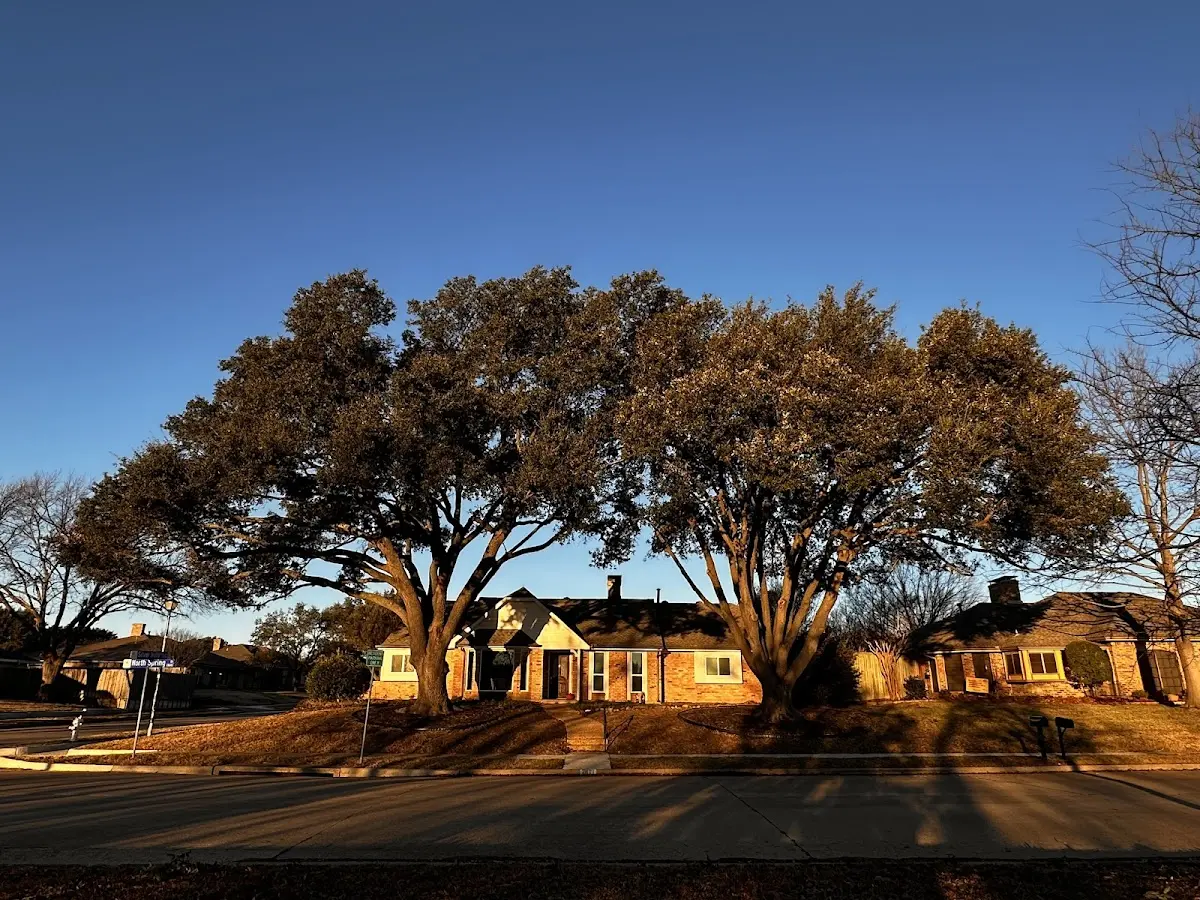 Established residential canopy tree shading a home in Tunica